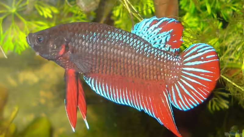 Besatz im Aquarium Betta Imbellis (BECKEN NICHT MEHR IN BETRIEB) von Laura (29)