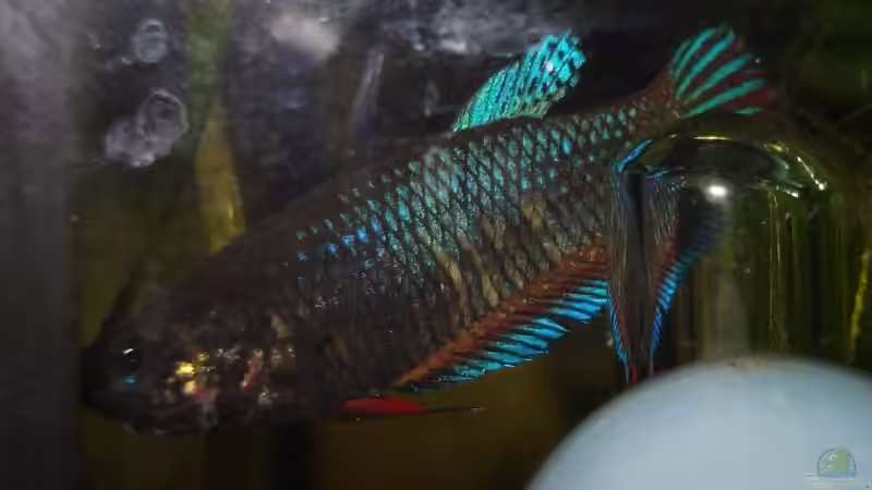 Besatz im Aquarium Betta Imbellis (BECKEN NICHT MEHR IN BETRIEB) von Laura (31)