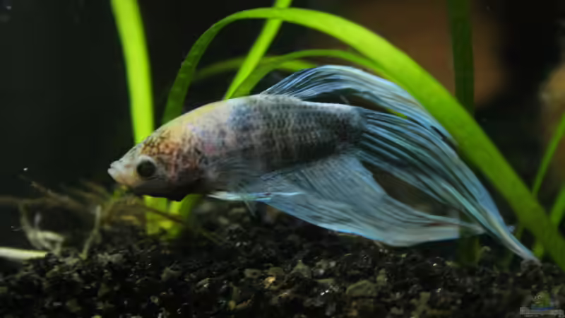 Besatz im Aquarium Betta Splendens von Jeany (4)