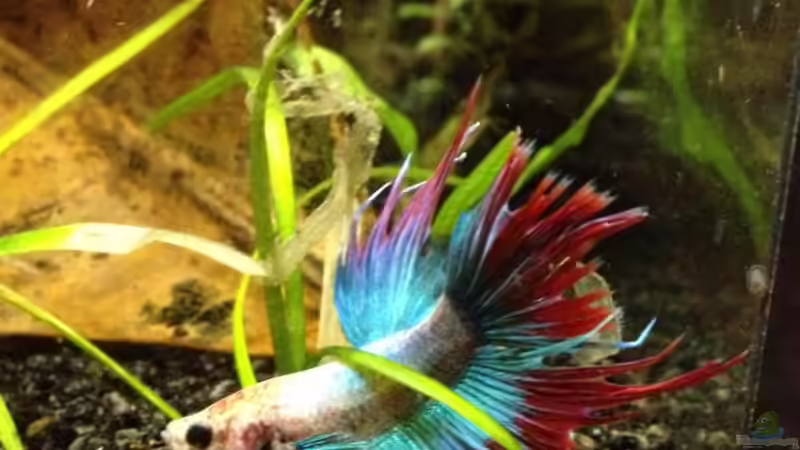 Besatz im Aquarium Betta Splendens von Jeany (6)