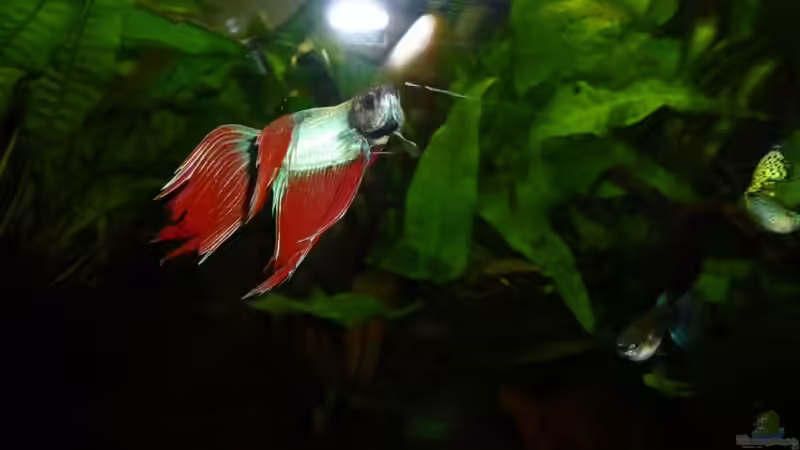 Besatz im Aquarium Betta splendens von Jessi & Daniel (11)