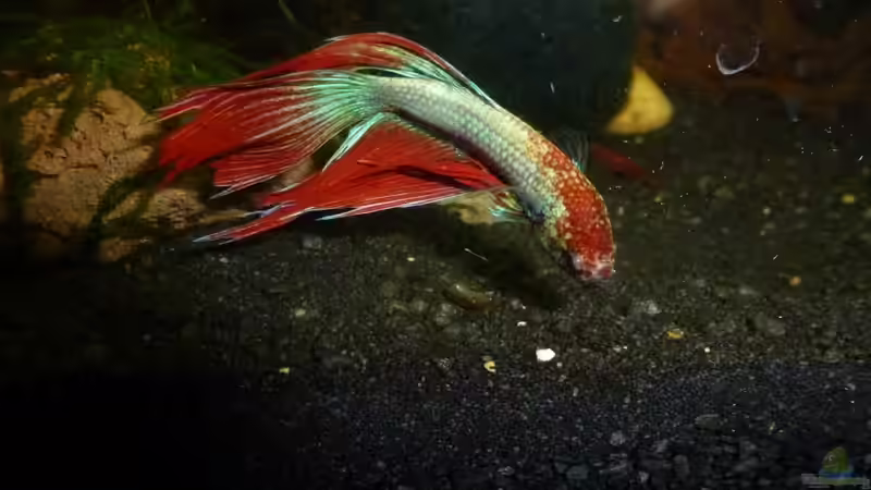 Besatz im Aquarium Betta splendens von Jessi & Daniel (12)