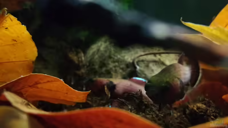 Besatz im Aquarium Bettatümpel von Fichte (5)