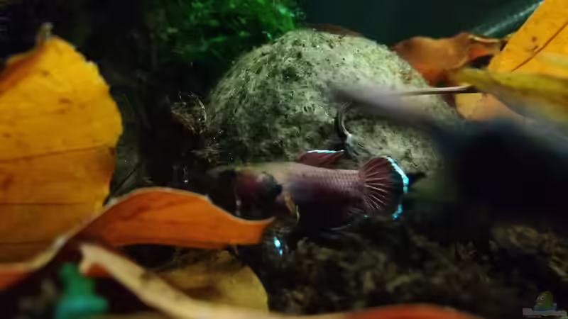 Besatz im Aquarium Bettatümpel von Fichte (9)
