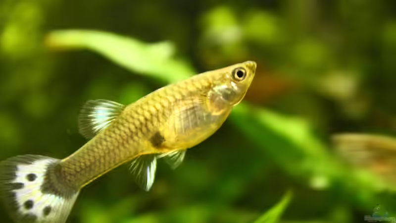 Besatz im Aquarium Biber von Andrea Rüter (12)