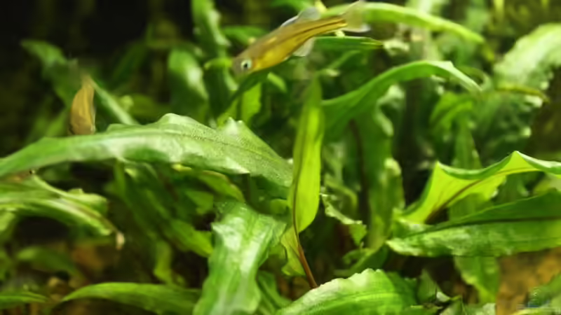 Besatz im Aquarium Biber von Andrea Rüter (13)