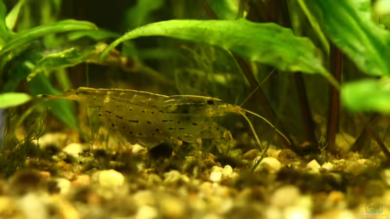 Besatz im Aquarium Biber von Andrea Rüter (14)