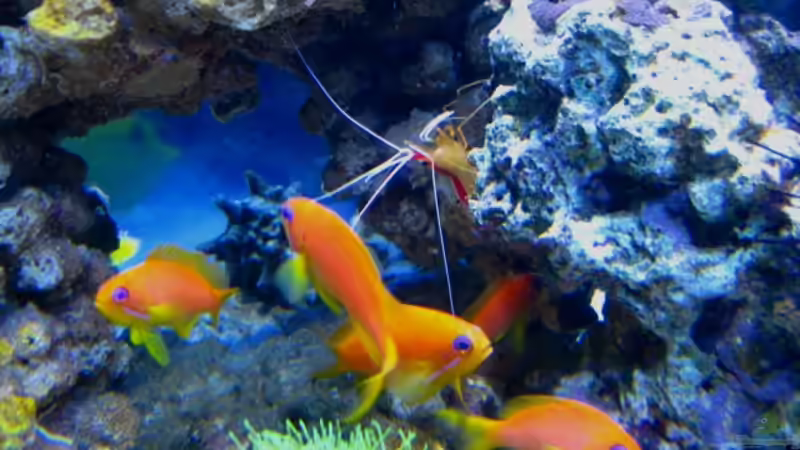 Besatz im Aquarium Big one von Malawigo (3)