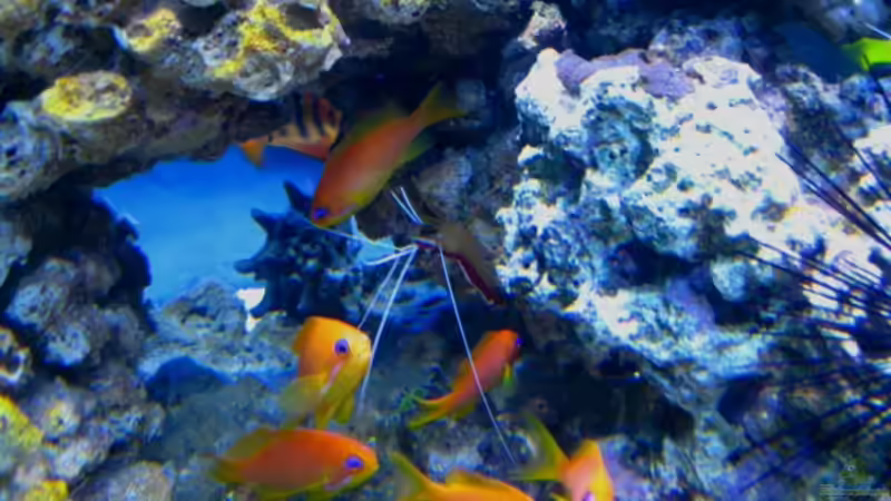 Besatz im Aquarium Big one von Malawigo (4)