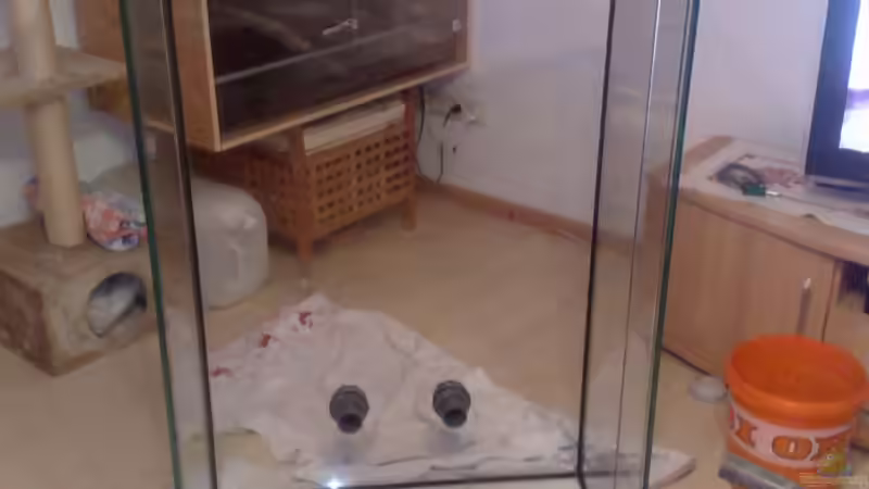 Besatz im Aquarium BIKINI BOTTOM von Spongebob (18)