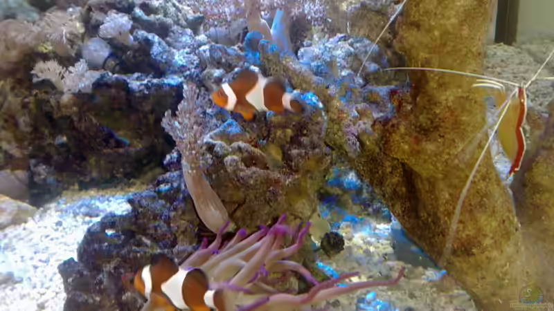 Besatz im Aquarium BIKINI BOTTOM von Spongebob (20)