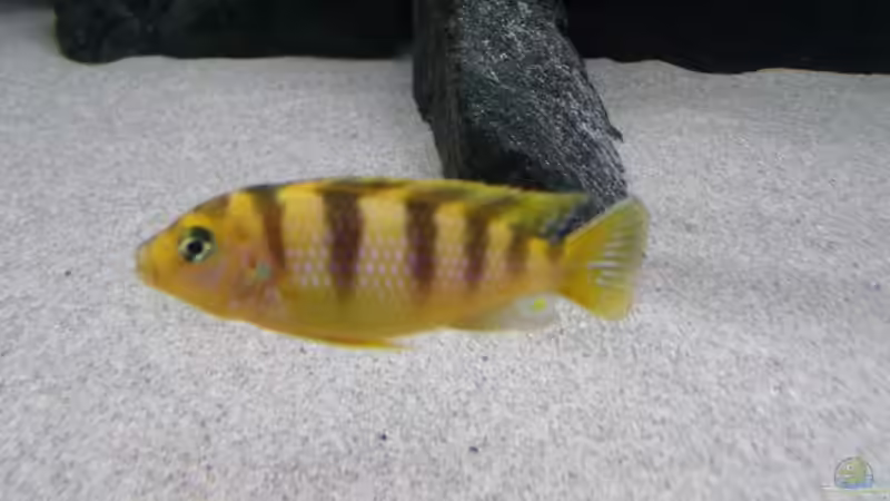 Besatz im Aquarium Bilskirnir von T H O R (66)