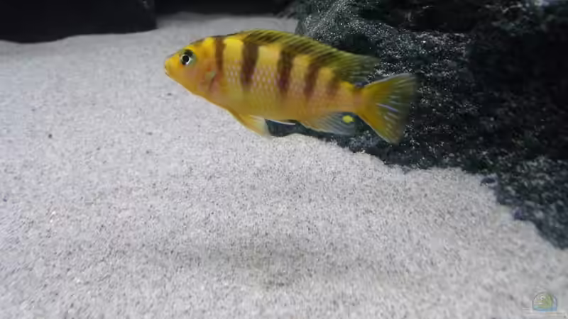 Besatz im Aquarium Bilskirnir von T H O R (67)