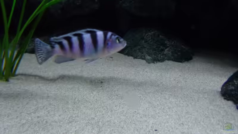 Besatz im Aquarium Bilskirnir von T H O R (68)