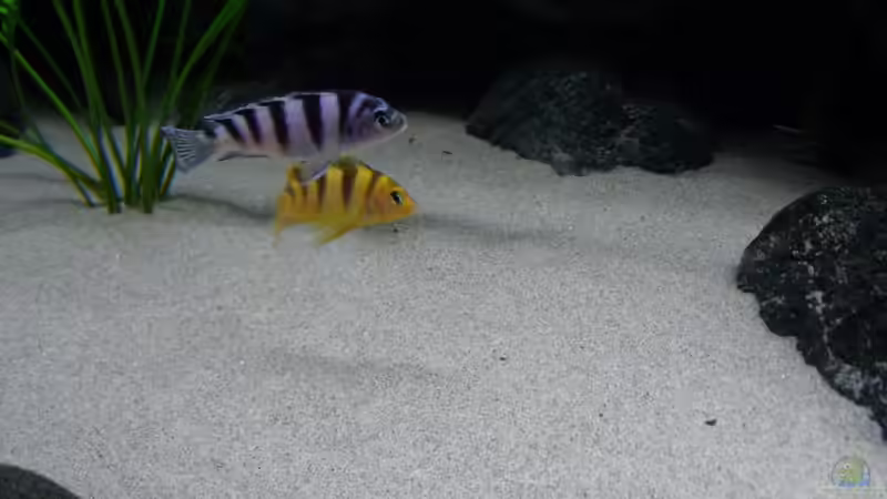 Besatz im Aquarium Bilskirnir von T H O R (69)