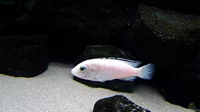 Besatz im Aquarium Bilskirnir von T H O R (71)