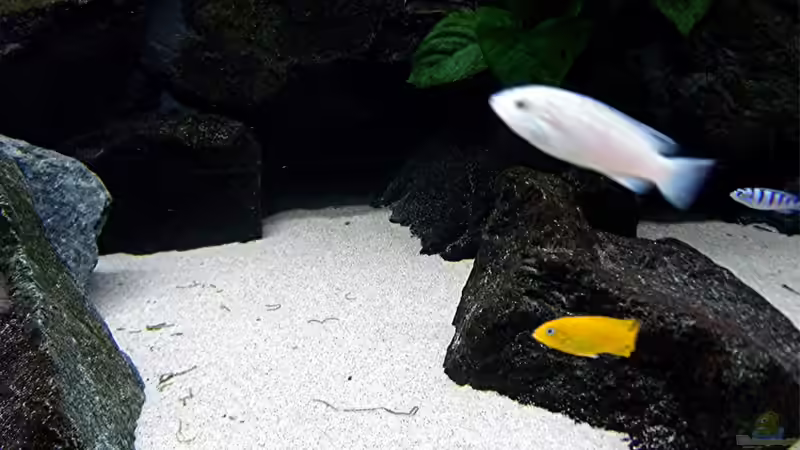 Besatz im Aquarium Bilskirnir von T H O R (72)