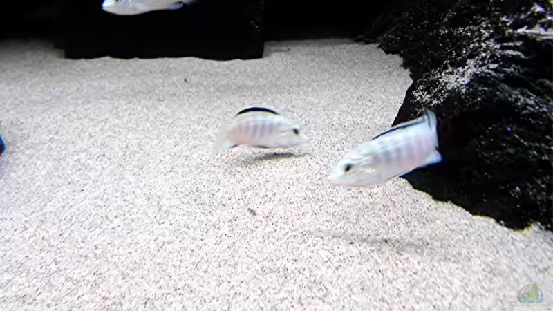 Besatz im Aquarium Bilskirnir von T H O R (73)