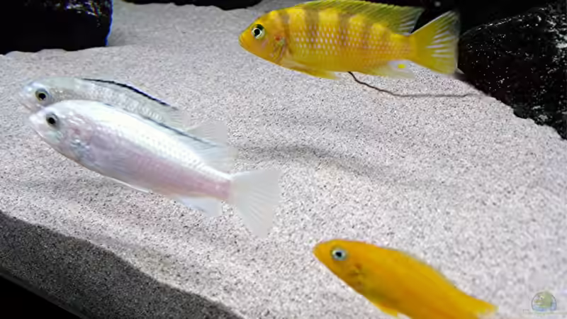 Besatz im Aquarium Bilskirnir von T H O R (75)