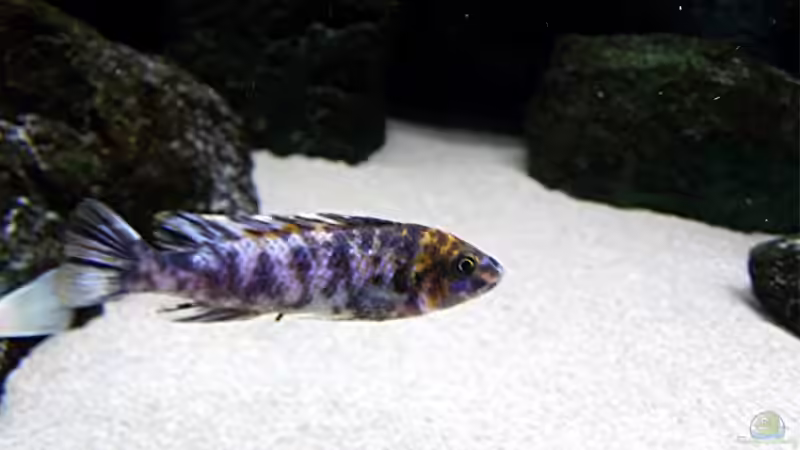 Besatz im Aquarium Bilskirnir von T H O R (78)