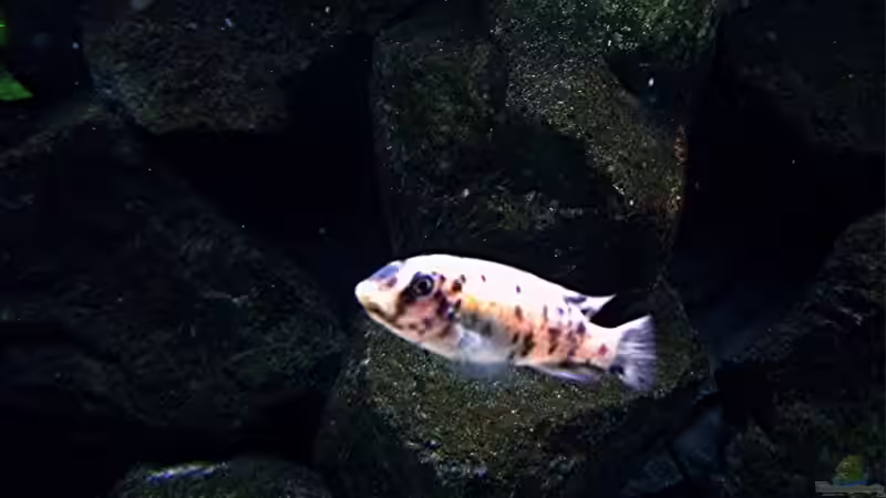 Besatz im Aquarium Bilskirnir von T H O R (79)