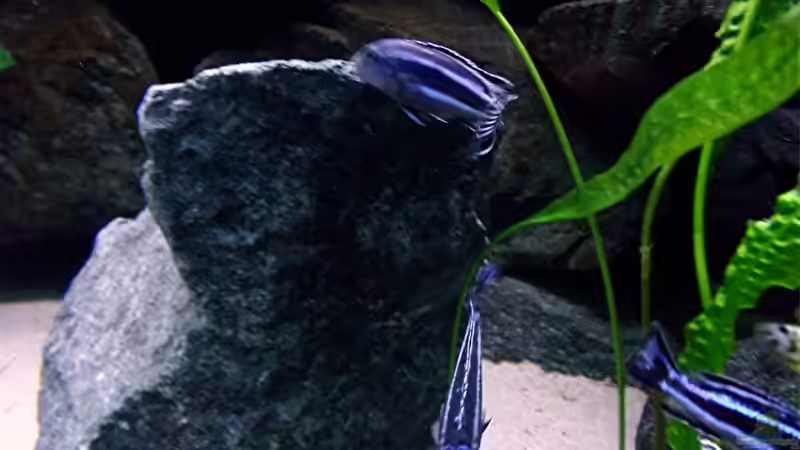 Besatz im Aquarium Bilskirnir von T H O R (81)