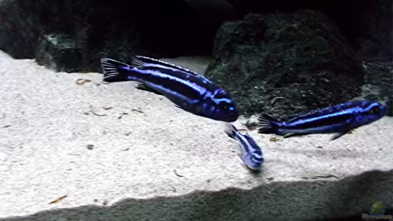 Besatz im Aquarium Bilskirnir von T H O R (83)