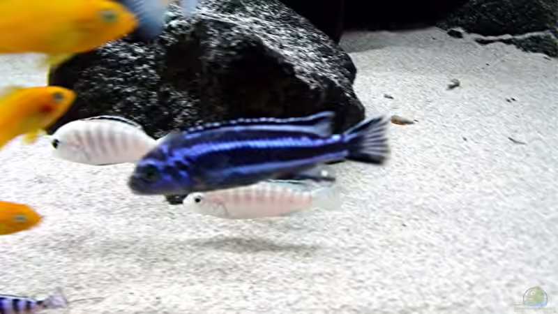 Besatz im Aquarium Bilskirnir von T H O R (84)