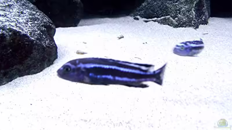 Besatz im Aquarium Bilskirnir von T H O R (85)