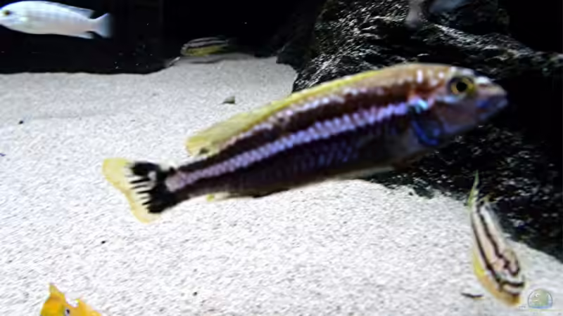 Besatz im Aquarium Bilskirnir von T H O R (86)