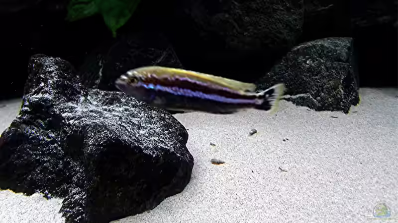 Besatz im Aquarium Bilskirnir von T H O R (88)