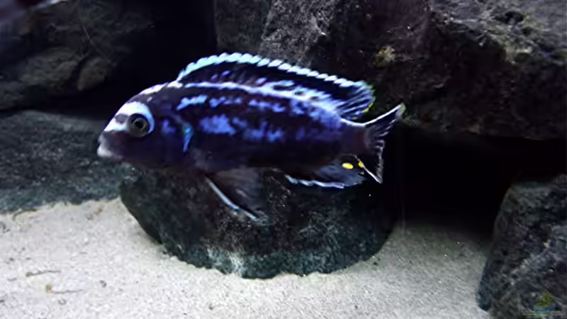 Besatz im Aquarium Bilskirnir von T H O R (91)