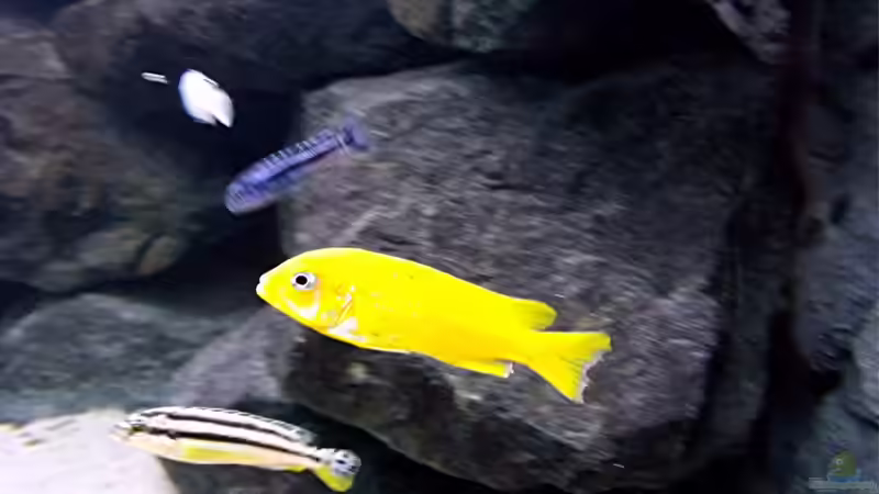 Besatz im Aquarium Bilskirnir von T H O R (95)