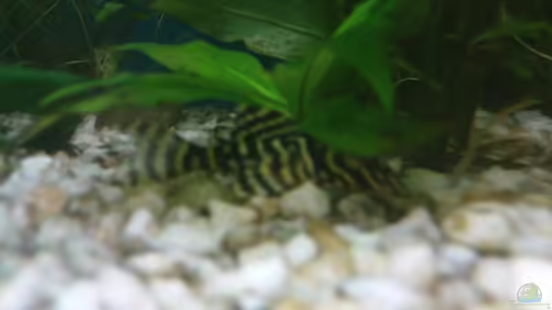 Besatz im Aquarium Biotop von Michael Köln (11)