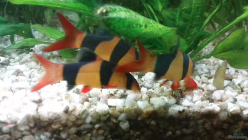 Besatz im Aquarium Biotop von Michael Köln (7)