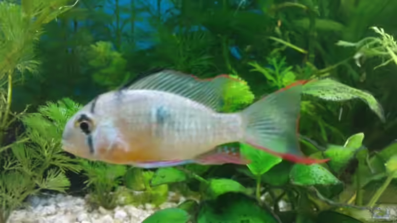 Besatz im Aquarium Biotop von Michael Köln (8)