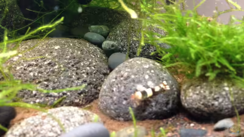 Besatz im Aquarium Black Bee von Olle696 (5)
