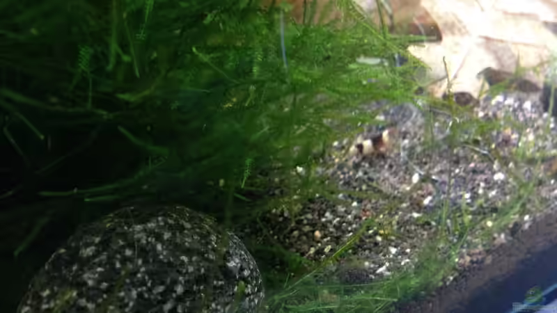 Besatz im Aquarium Black Bee von Olle696 (7)