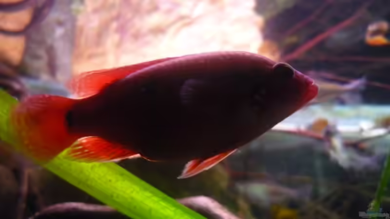 Besatz im Aquarium Black Pearl von Chris_R. (31)