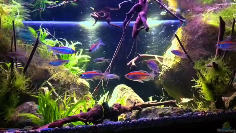 Besatz im Aquarium Black Pearl von Chris_R. (35)