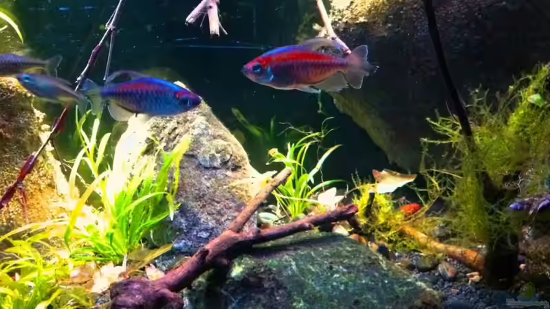 Besatz im Aquarium Black Pearl von Chris_R. (36)