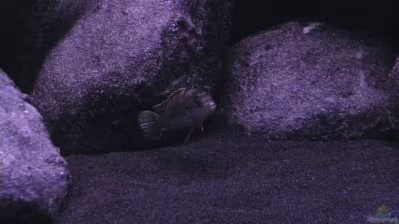 Besatz im Aquarium BLACK ROCK von LaEy (30)