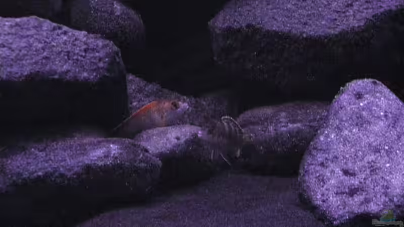 Besatz im Aquarium BLACK ROCK von LaEy (31)