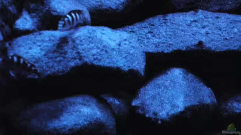 Besatz im Aquarium BLACK ROCK von LaEy (34)