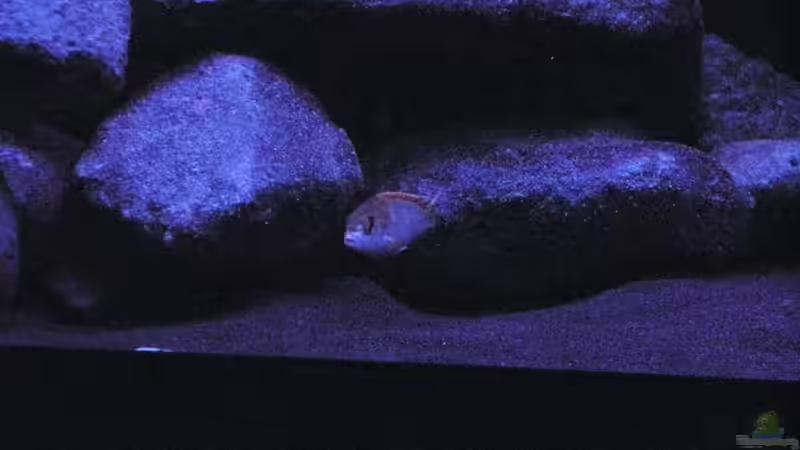 Besatz im Aquarium BLACK ROCK von LaEy (35)