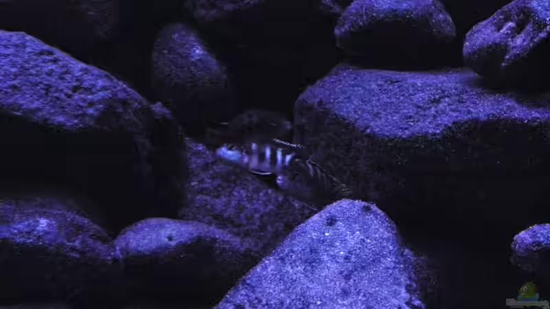 Besatz im Aquarium BLACK ROCK von LaEy (37)