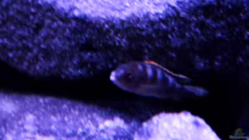 Besatz im Aquarium BLACK ROCK von LaEy (39)