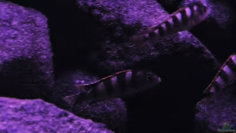 Besatz im Aquarium BLACK ROCK von LaEy (42)