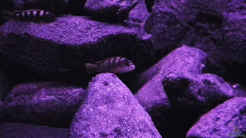 Besatz im Aquarium BLACK ROCK von LaEy (44)