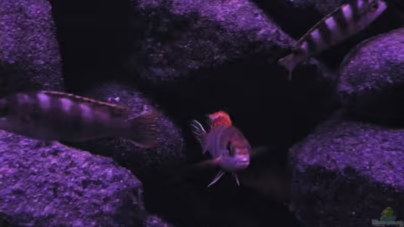 Besatz im Aquarium BLACK ROCK von LaEy (45)